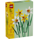 Daffodils