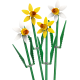 Daffodils