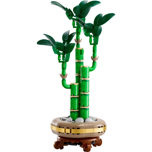 Lucky Bamboo